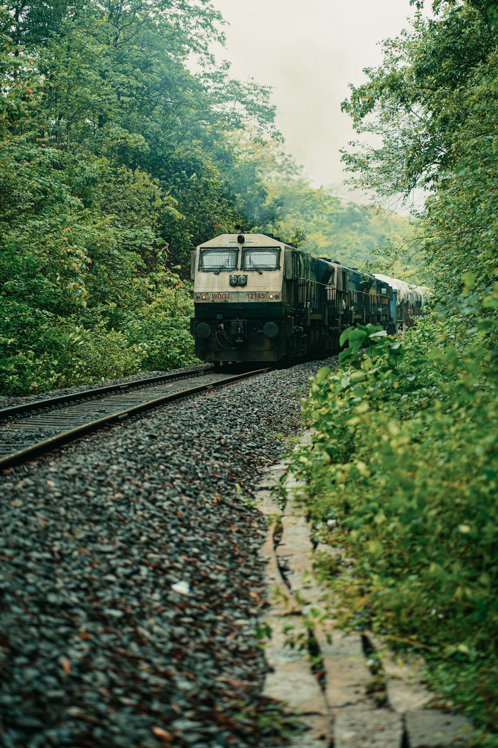 a train traveling through a lush green forest