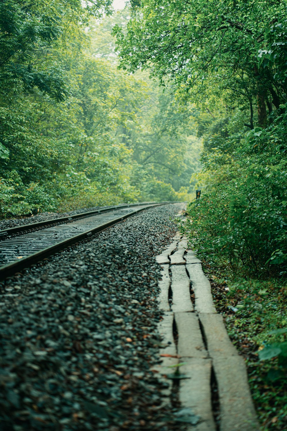 a train track in the middle of a forest