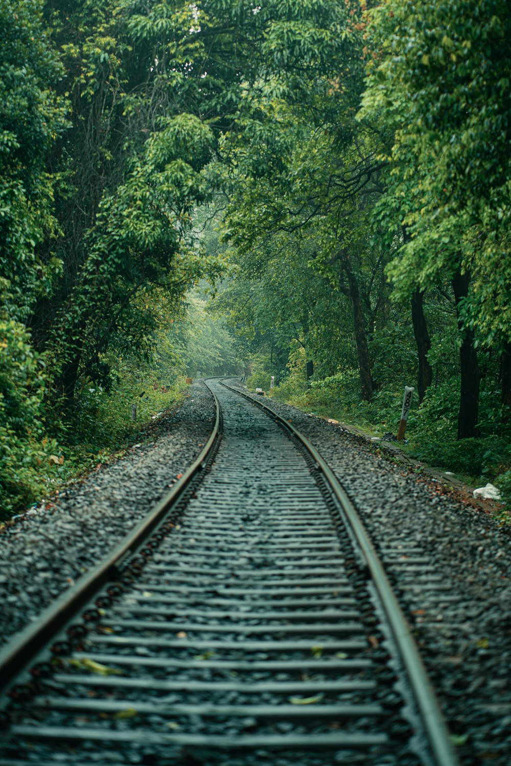 a train track in the middle of a forest