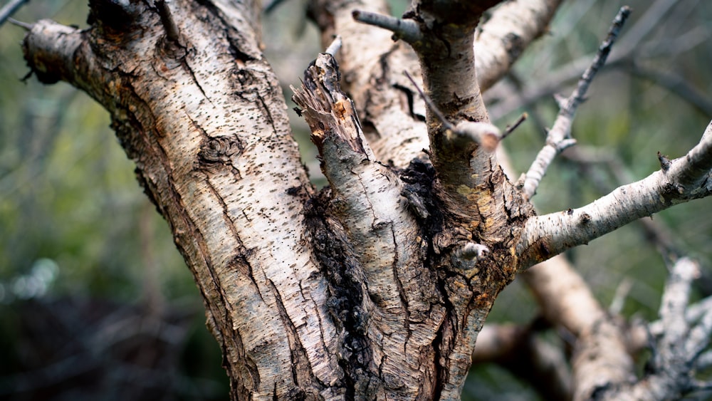 a close up of a tree with no leaves