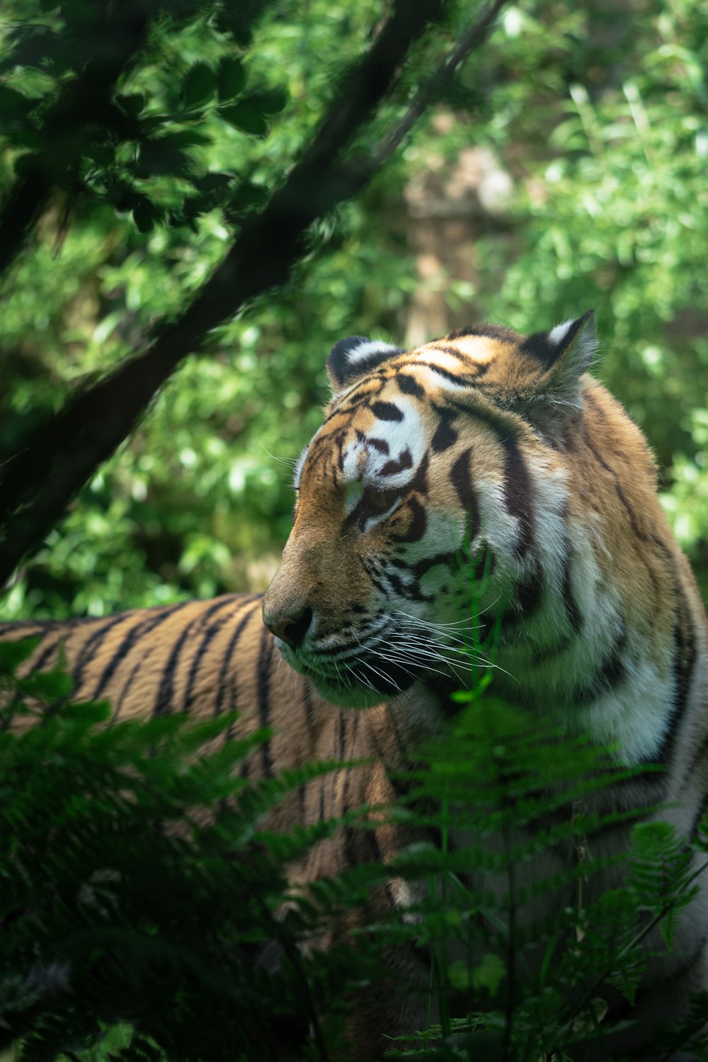 a tiger standing in the middle of a forest