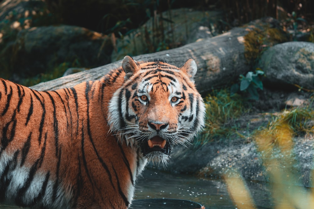 a tiger standing in a body of water