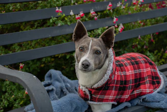 A small dog dressed in a handmade jacket sitting proudly on a colorful blanket.