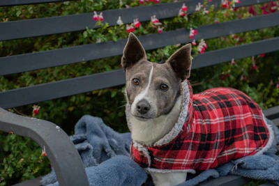 A small dog wearing a colorful handmade sweater sitting on a sunny garden bench.