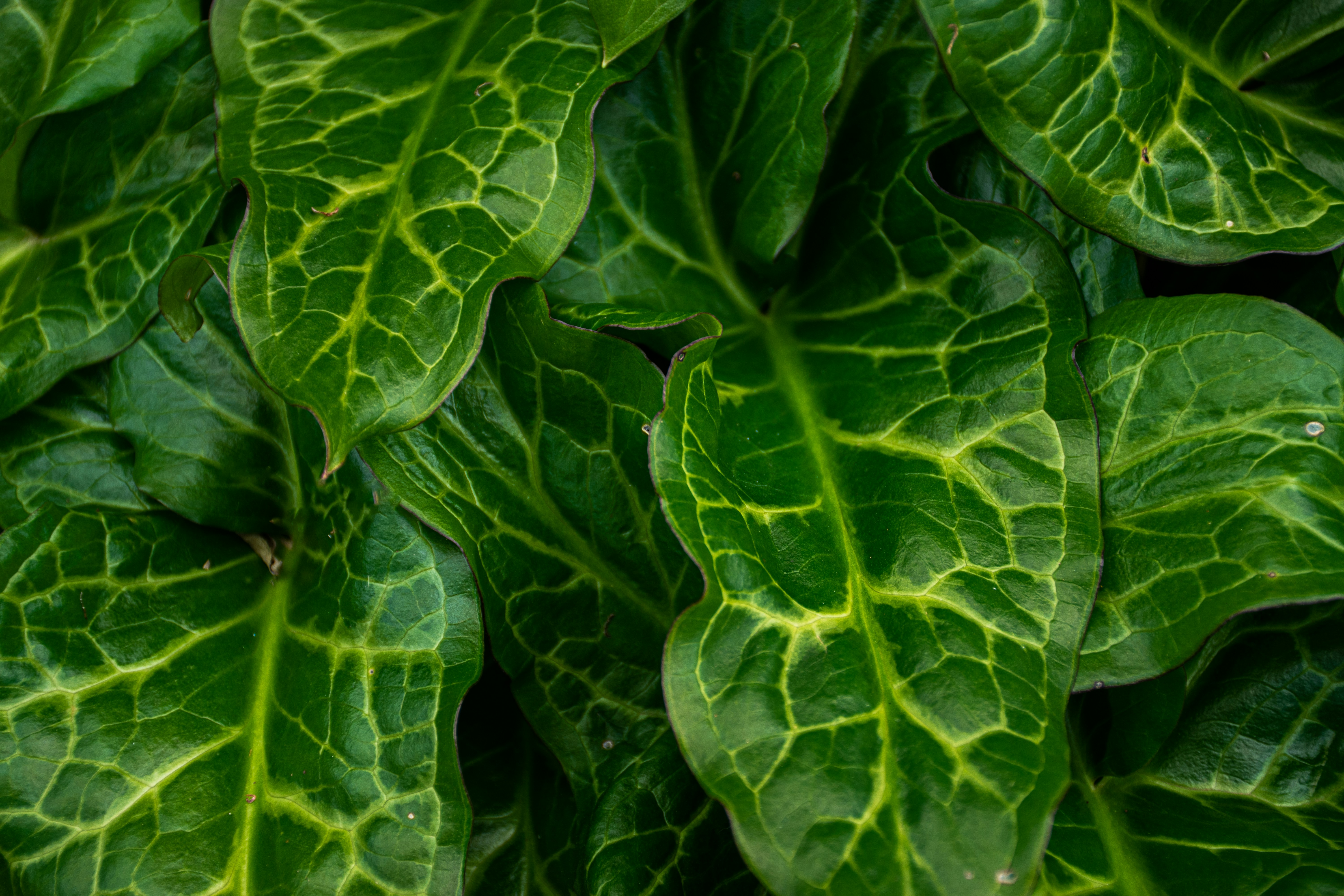 Photo by adam_skrinnikoff