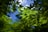 Sunlight filters through vibrant green leaves, creating a dappled shadow effect on the ground below. The leaves are crisp and detailed, set against a clear blue sky, indicating a bright and sunny day. The interplay of light and shadow adds depth and texture to the scene.