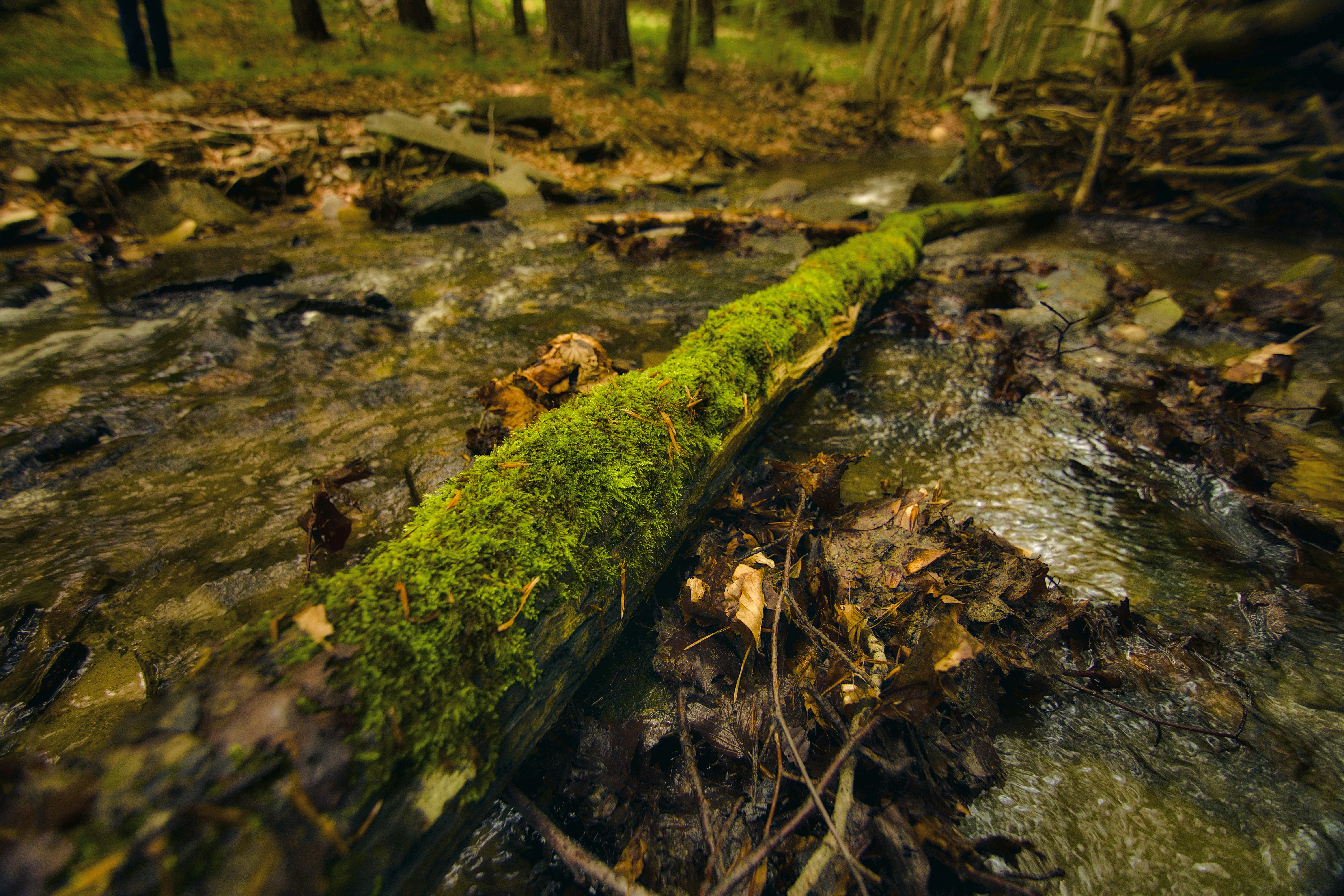 Photo by blooddrainer