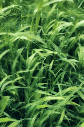 Close-up of lush, vibrant Korean lawn grass blades glistening with morning dew.
