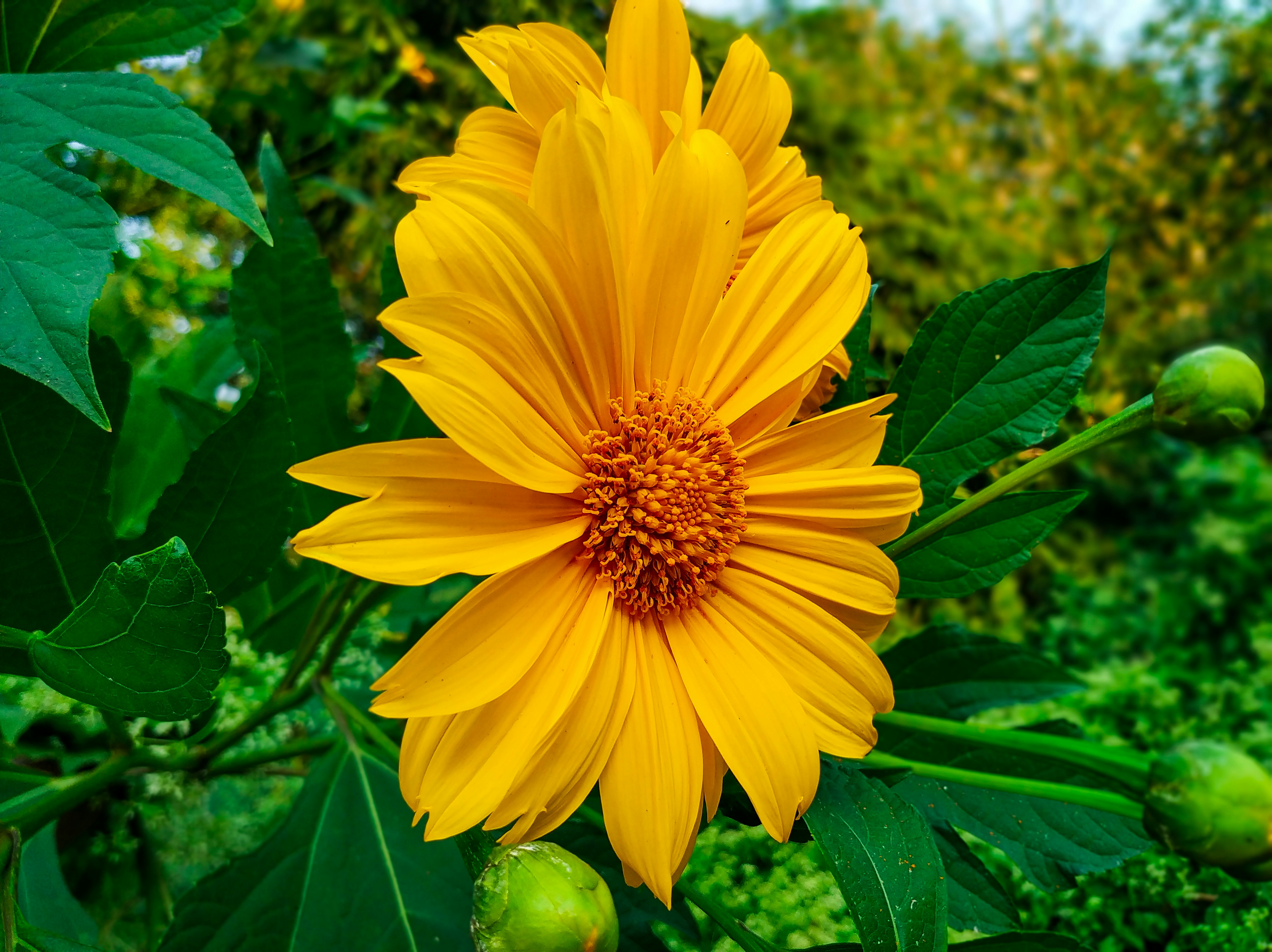 Photo by janmejoy_29