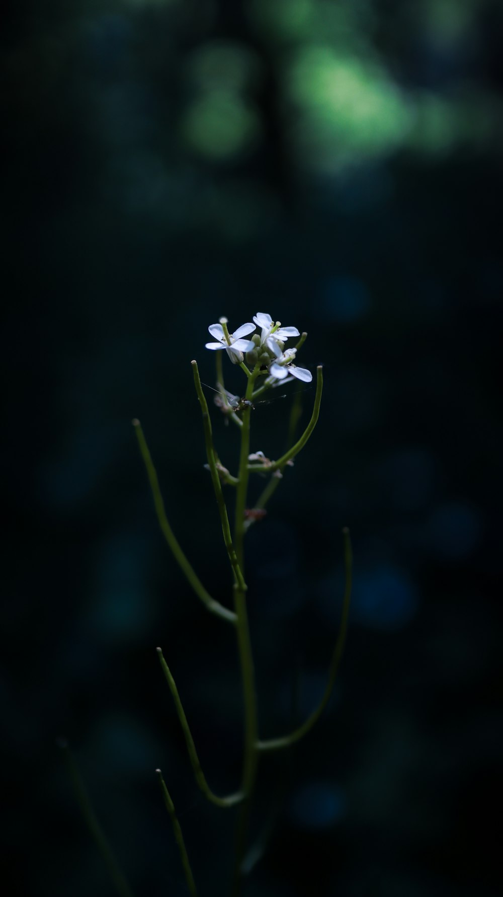 a close up of a flower with a blurry background