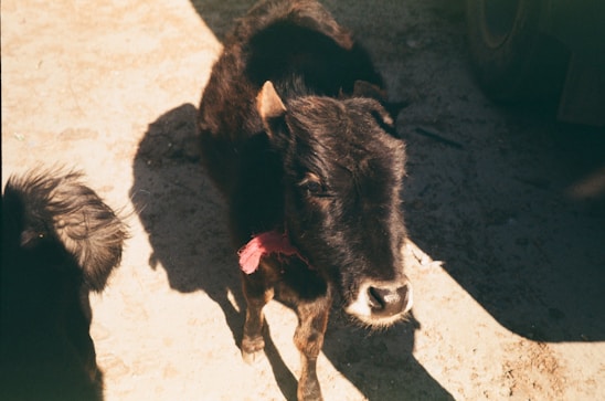 A small black cow is standing on a sunlit, rough ground. Its fur appears shaggy and it has a light patch on its snout. There is a shadow cast on the ground, and a red cloth is tied around the cow's neck.