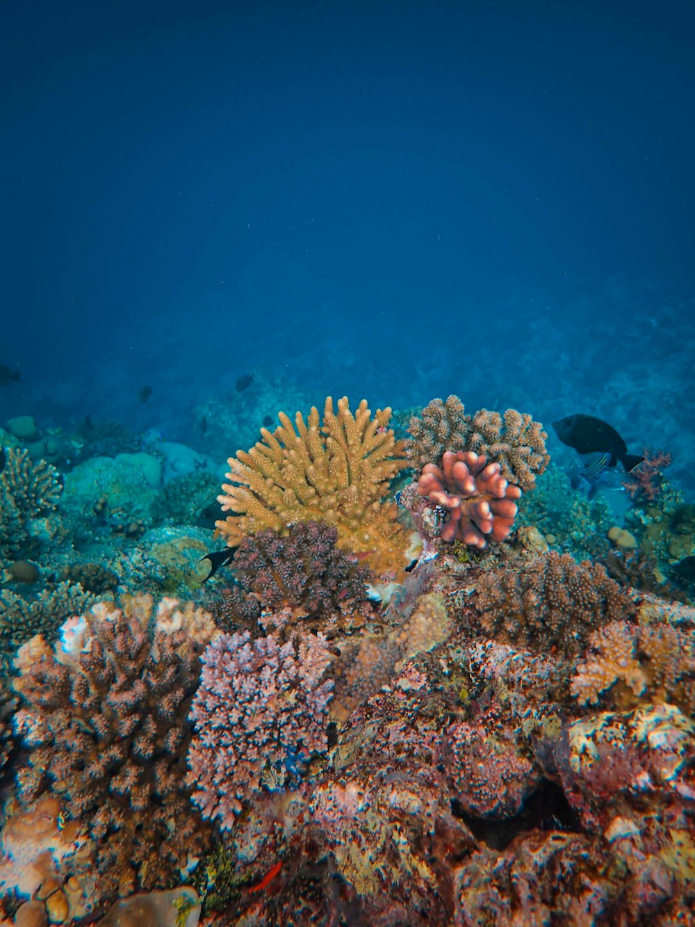 a fish swimming over a colorful coral reef