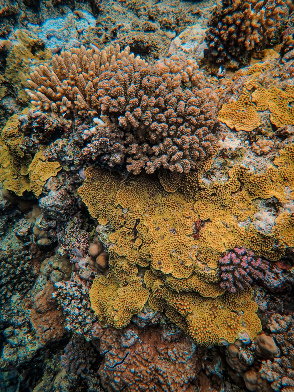 um close up de um monte de corais em um recife