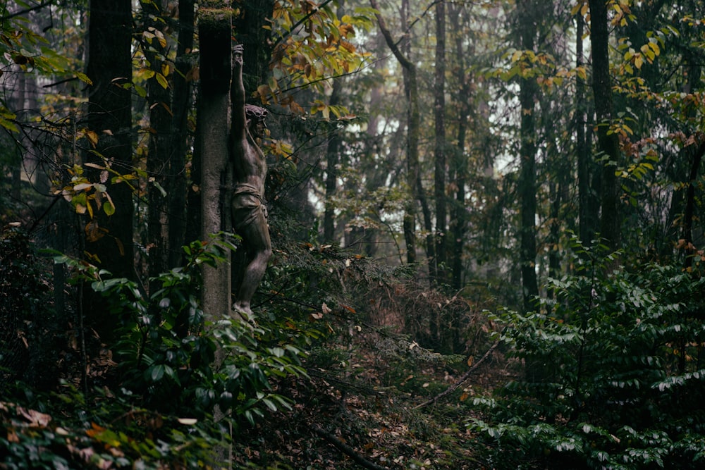 Una foresta piena di molti alberi e molte foglie