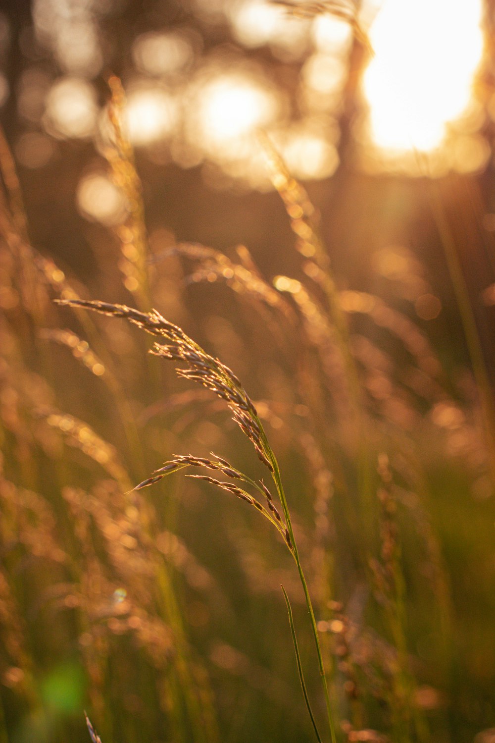 a field of grass with the sun in the background