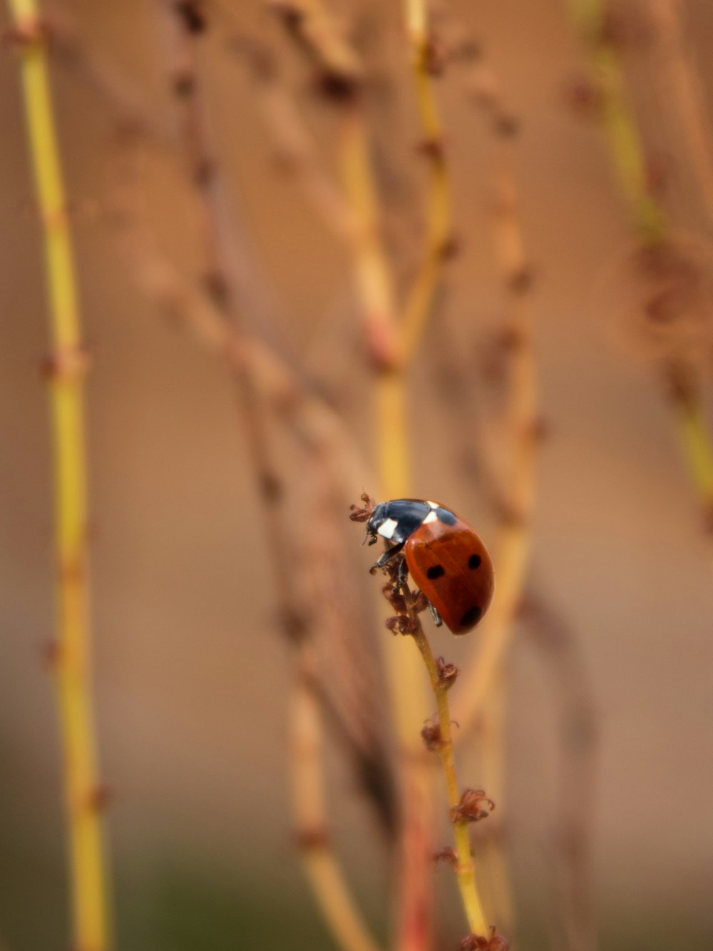 a lady bug sitting on top of a plant