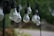 A row of hanging light bulbs is prominently displayed, set against a blurred, natural background. The light bulbs are suspended by black cords and have a vintage appearance. The setting appears to be outdoors, likely in a garden or park.