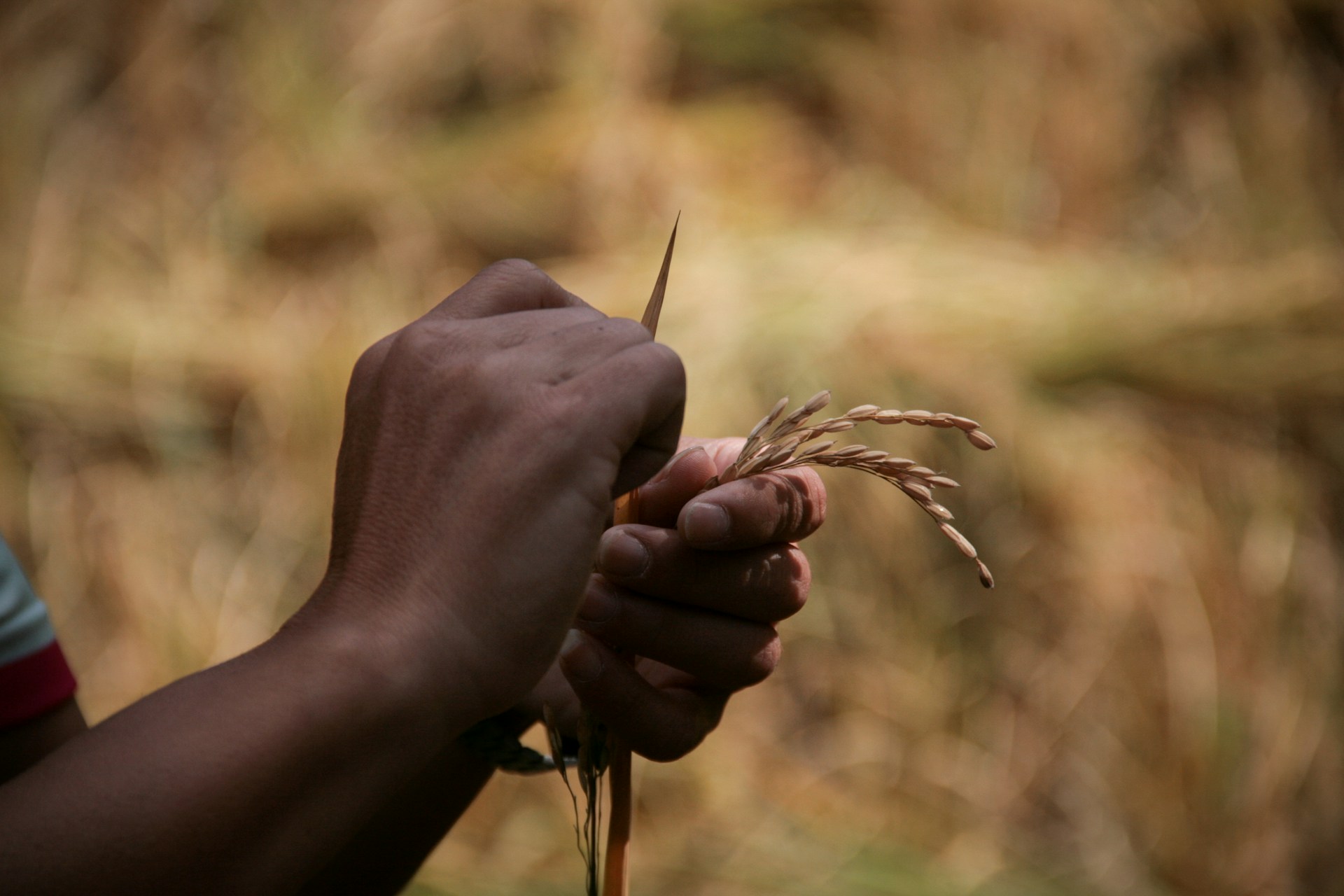 a person holding a plant in their hand