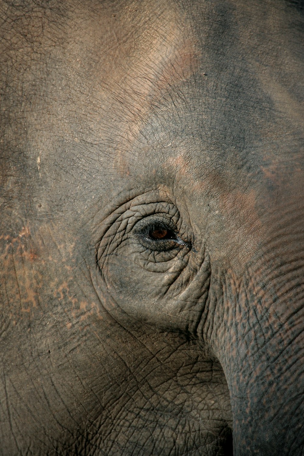 a close up of an elephant's eye and trunk