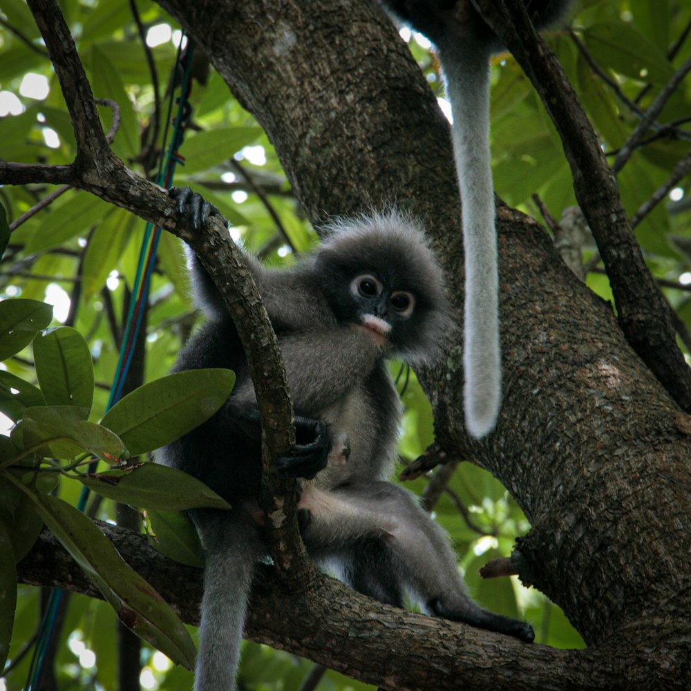 나뭇가지에 앉아 입을 벌리고 있는 원숭이