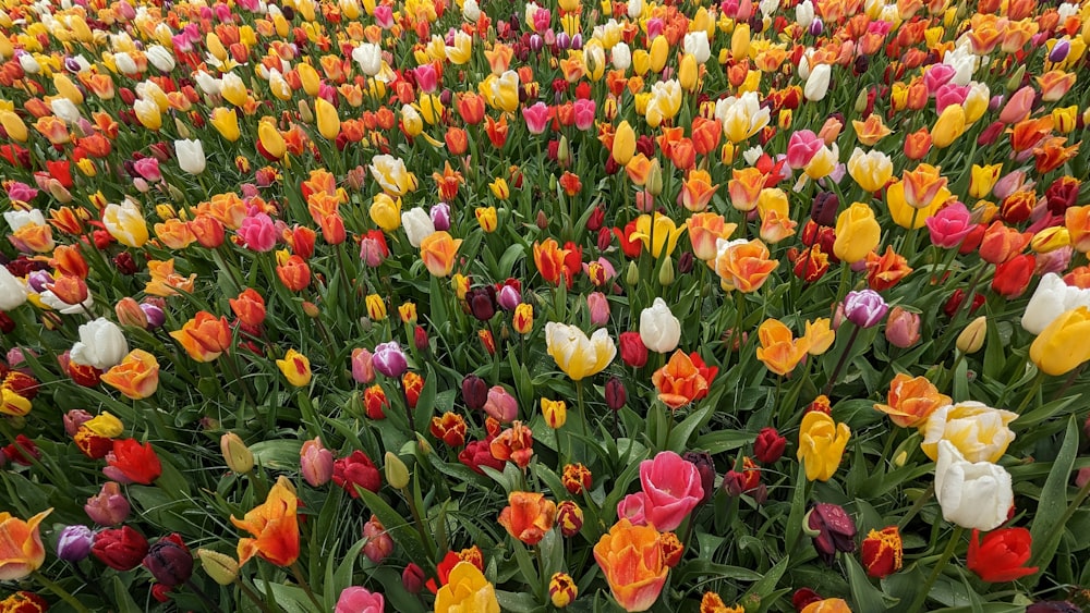 a field full of colorful flowers in the middle of the day