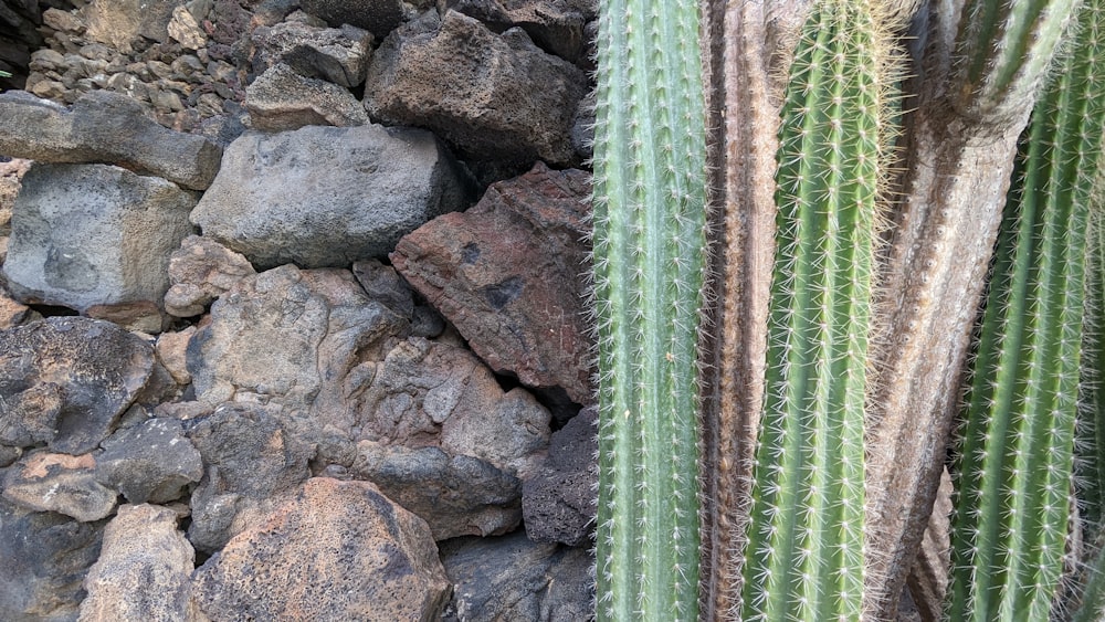 a close up of a cactus next to a rock wall