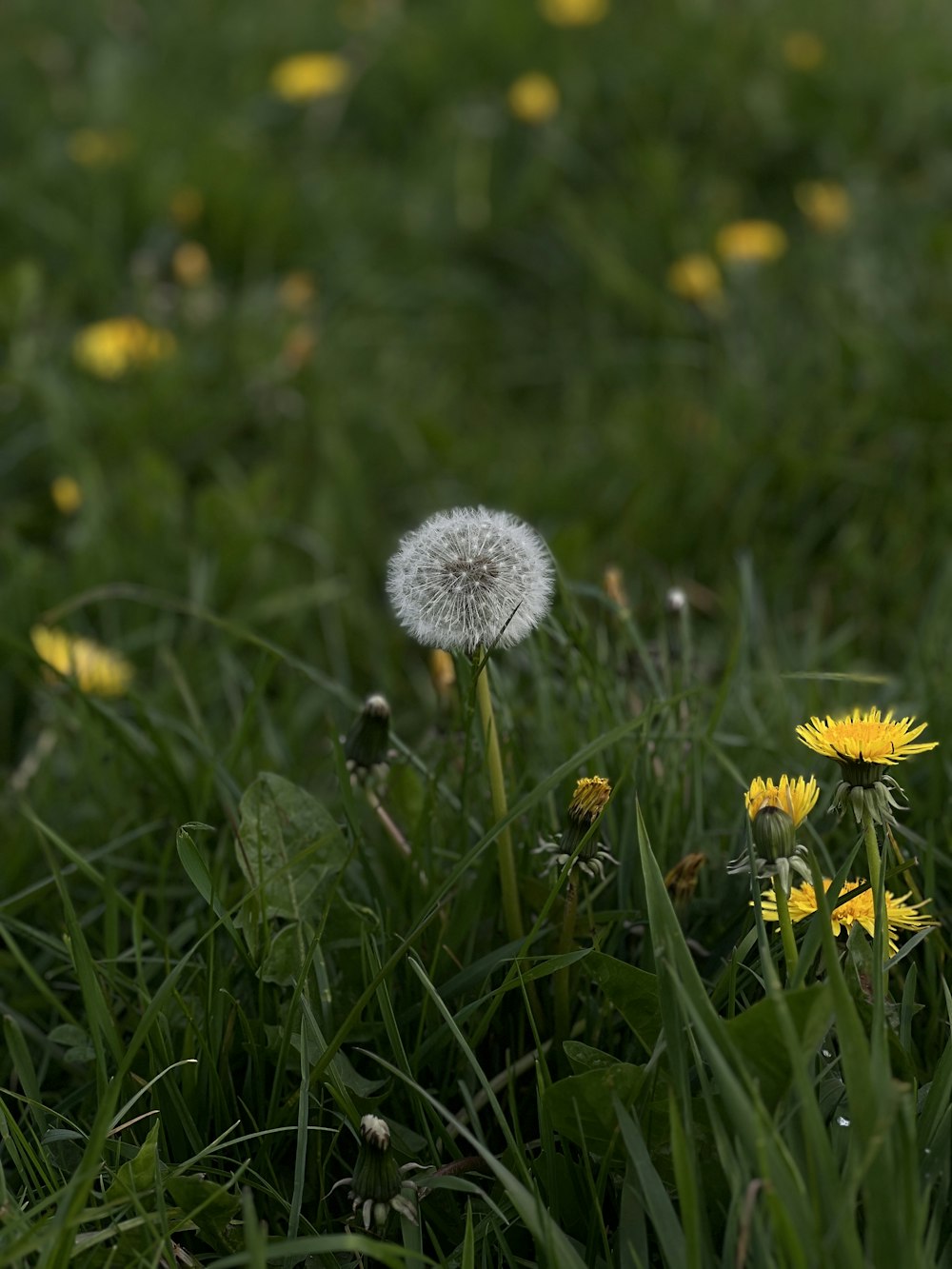 a dandelion in the middle of a field of grass