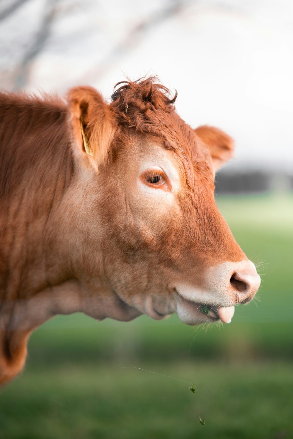 a brown cow standing on top of a lush green field