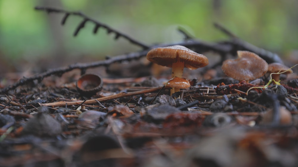 a group of mushrooms sitting on top of a forest floor