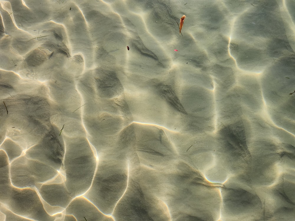 a group of fish swimming on top of a body of water