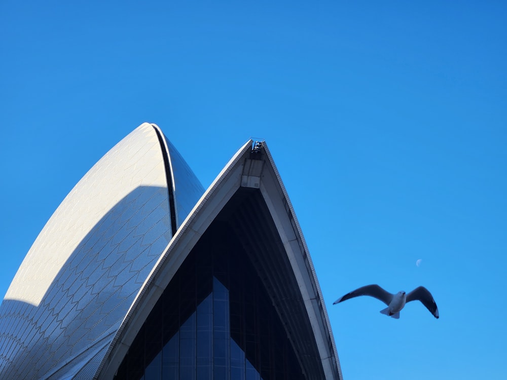 a seagull flying over the top of the sydney opera house