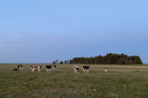 Healthy cattle grazing in an open pasture under blue skies.