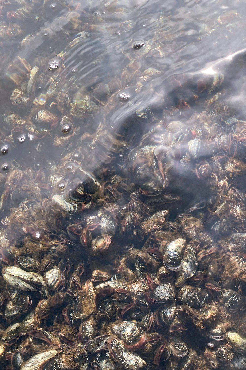 a body of water filled with lots of mussels