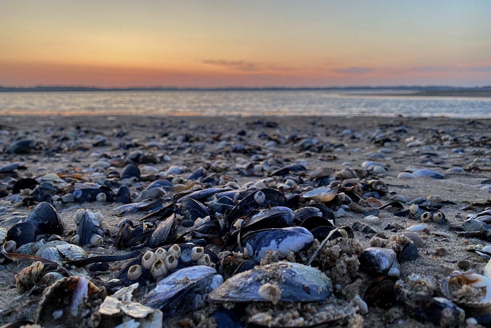 a bunch of clams on the beach at sunset