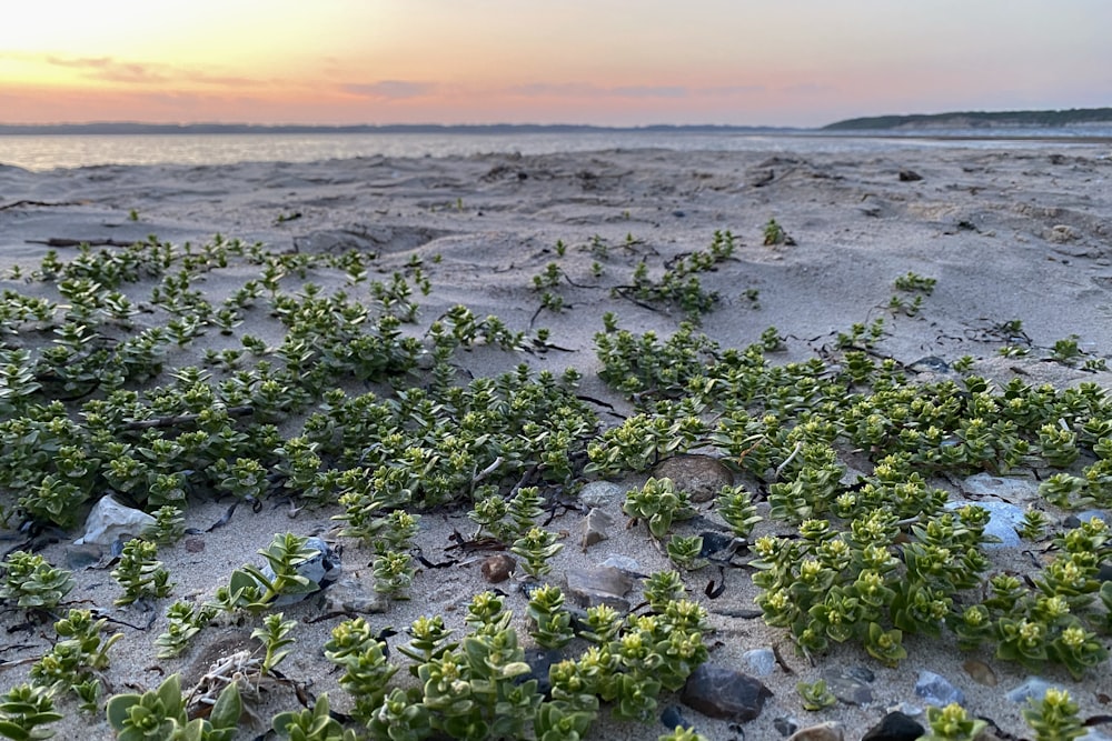 a bunch of plants growing out of the sand