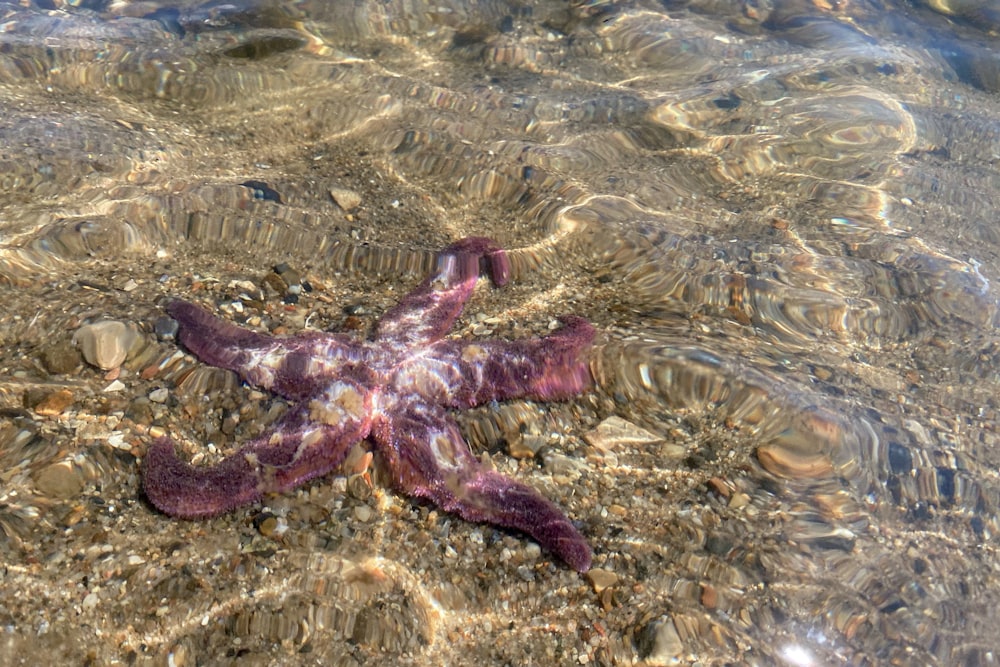 a purple starfish in shallow water on a beach
