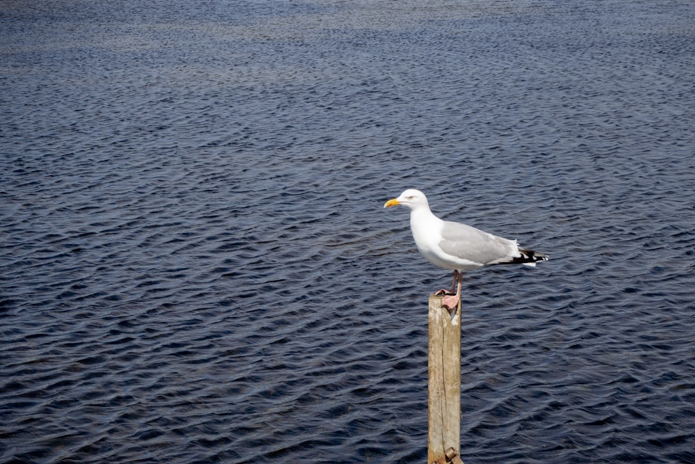 a seagull sitting on a wooden post in the water