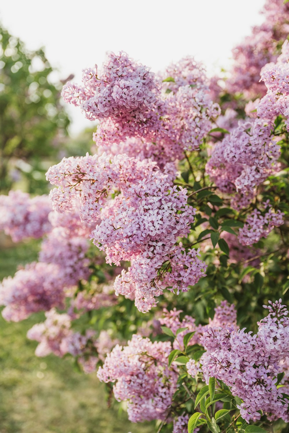 a bush of lilacs in full bloom on a sunny day