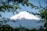 A snow-capped mountain peak rises majestically, framed by lush green leaves in the foreground. The mountain's white summit contrasts against a clear blue sky.
