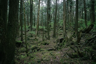 Aokigahara forest, Japan – Aokigahara, Japan – dense, mysterious forest.