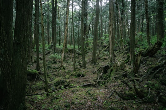 Aokigahara Ormanı Japonya