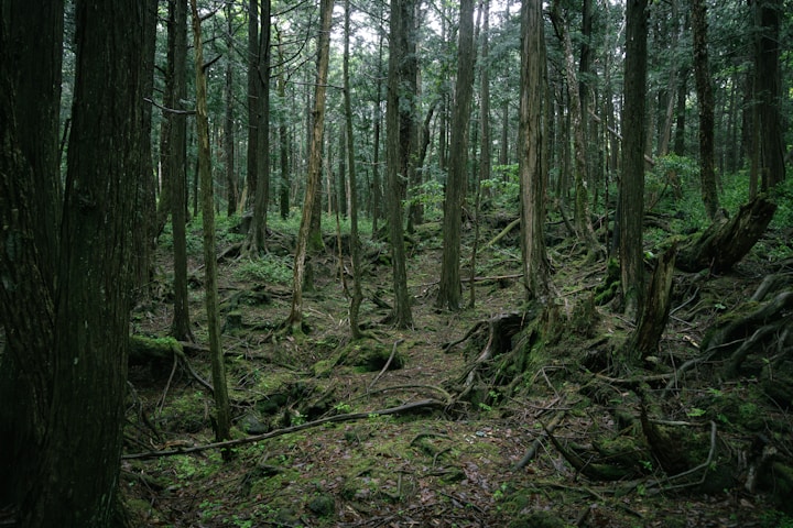 Aokigahara forest, Japan – Aokigahara, Japan – dense, mysterious forest.