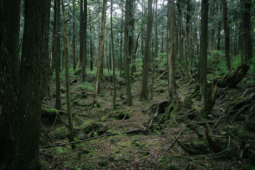 a lush green forest filled with lots of trees