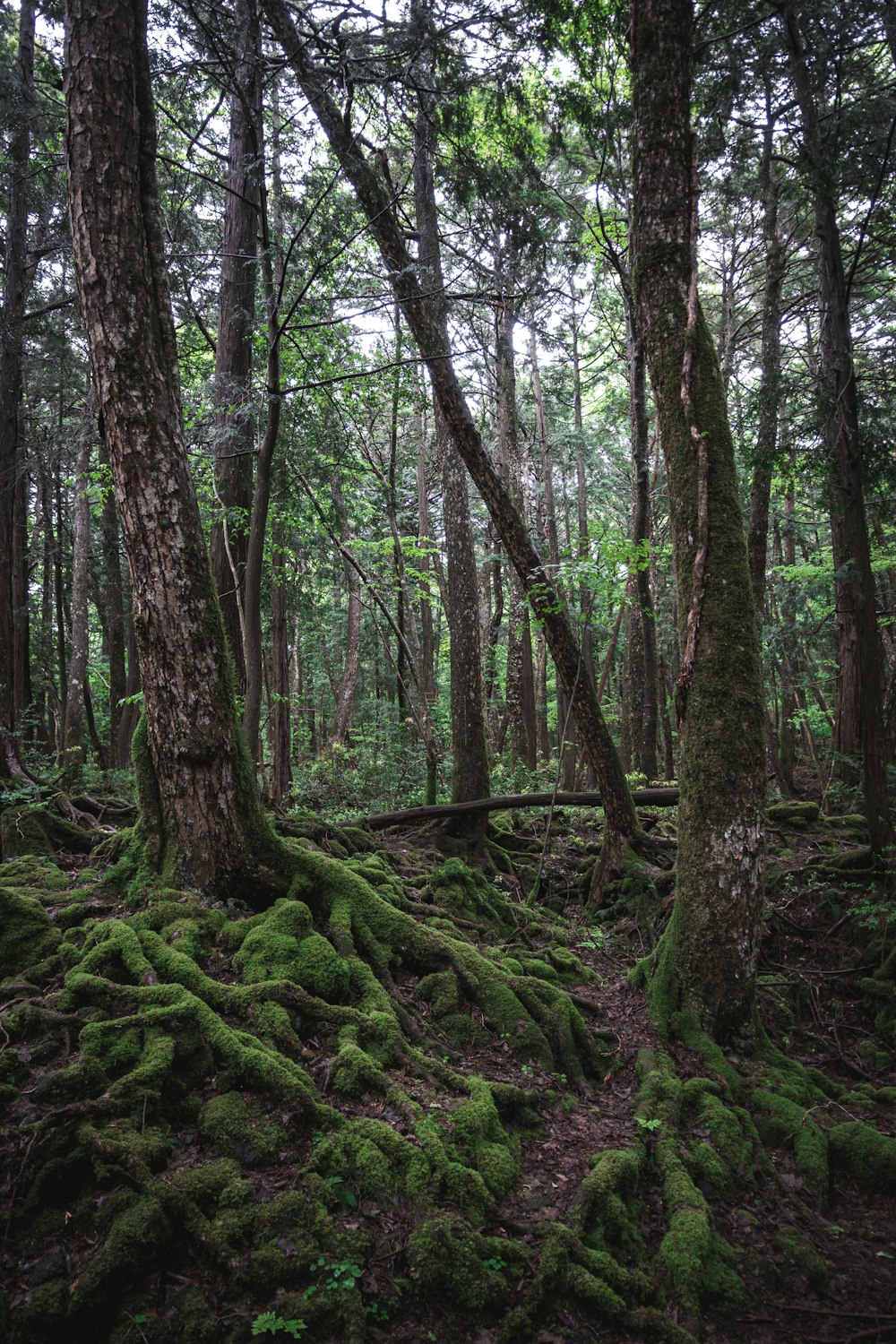 Une forêt couverte de mousse avec beaucoup d’arbres