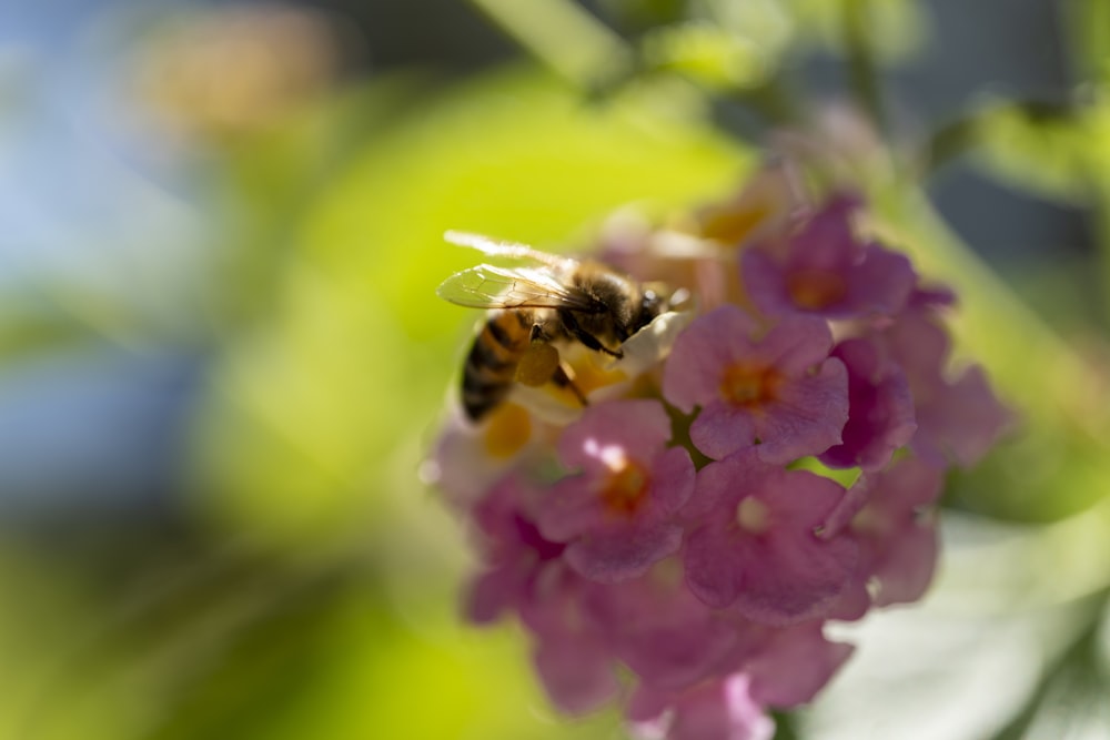 a bee that is sitting on a flower