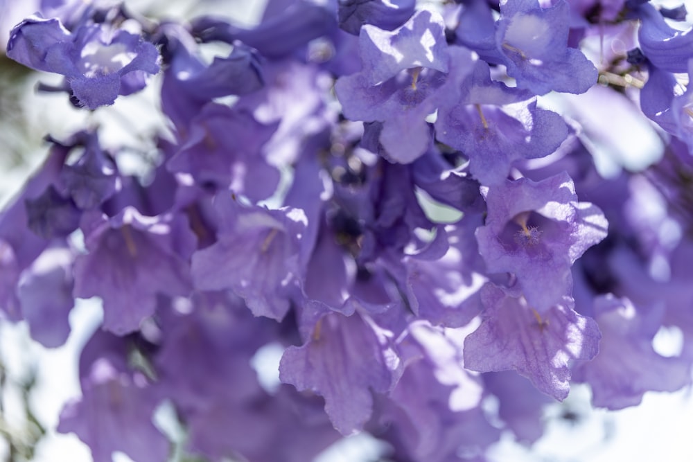 a bunch of purple flowers hanging from a tree