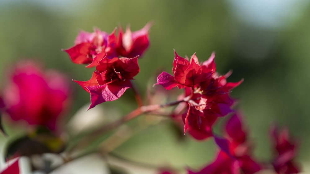 a bunch of red flowers that are in a vase