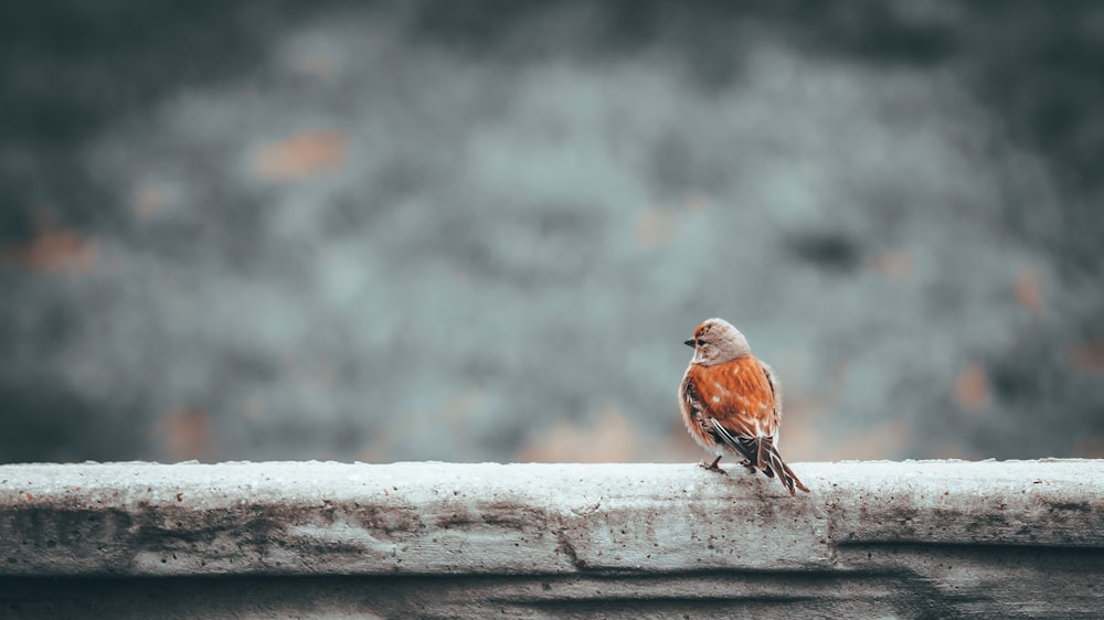 um pequeno pássaro sentado em uma saliência do lado de fora