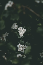 Clusters of small white flowers with green leaves against a dark background, creating a serene and natural atmosphere.