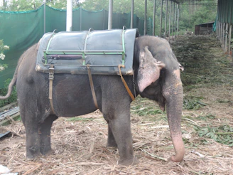 An elephant stands in an enclosed area, equipped with a large protective frame or saddle on its back. The surroundings feature green fences and a ground covered with dried leaves or straw. The environment suggests a sheltered or fenced area, possibly part of a conservation or working facility.
